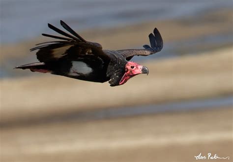 Red-headed Vulture | Northern India | Bird images from foreign trips ...