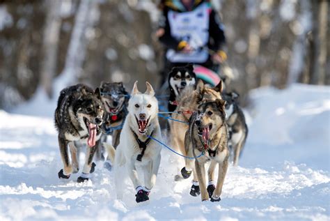 What Is A Musher In Dog Sledding