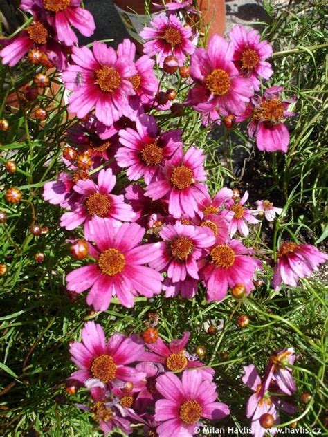 Zone 5 Perennials Longest Blooms | Coreopsis "HEAVEN`S GATE®" - Havlis.cz | Gardens,houseplants ...