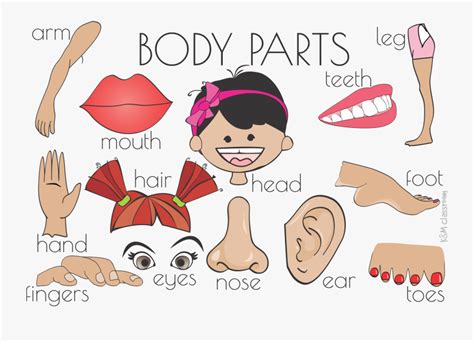 Clip Art Cartoon Body Part - Flash Cards Parts Of The Body Printable , Free Transparent Clipart ...