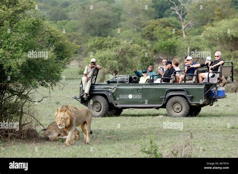 Safari jeep and African Lion Stock Photo - Alamy