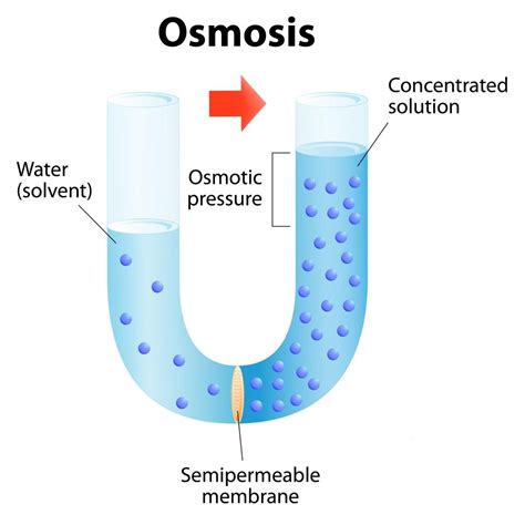 osmosis flashcards download - jackvanimpeinhospital