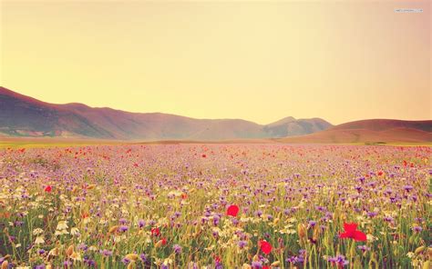 Fields of Wildflowers Wallpaper - WallpaperSafari