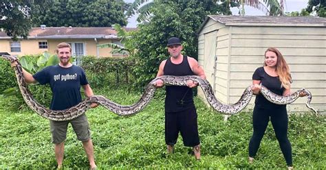 'Beast Of A Snake' Breaks Record For Largest Burmese Python Captured In ...