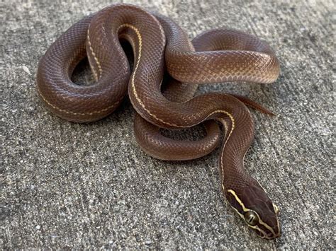 African House Snake for Sale | Snakes at Sunset