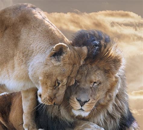 Lion And Lioness Hd | All Wallapers