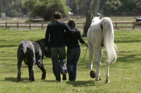 HERCULES-THE BIGGEST DOG IN THE WORLD - 26 November 2011 - DOGSITE