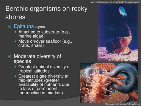 PPT - CHAPTER 15 Animals of the Benthic Environment PowerPoint ...