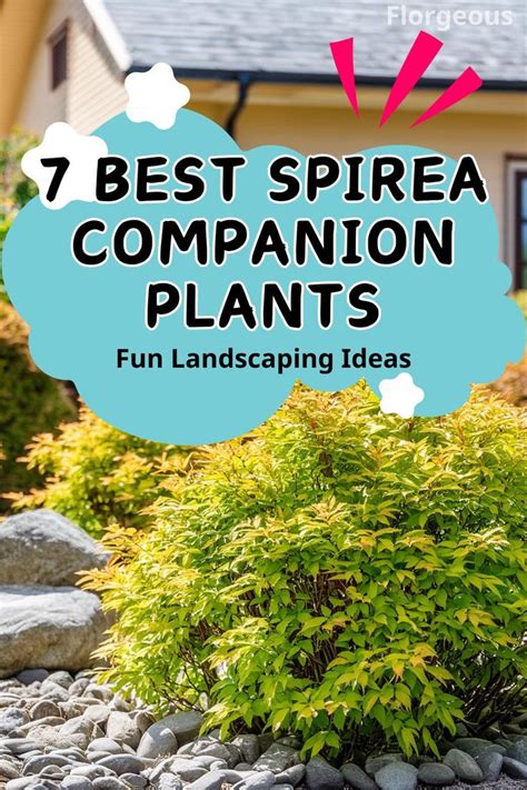 7 Best Spirea Companion Plants for a Beautiful Garden