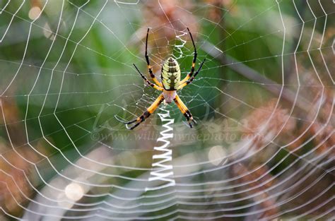 Georgia Yellow Garden Spider - WILLIAM WISE PHOTOGRAPHY