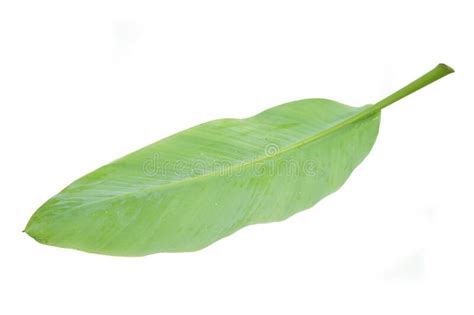 Banana Leaf Isolated on White Background Stock Photo - Image of lawn, clipping: 269773238