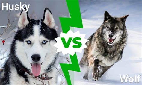 Husky Vs Wolf