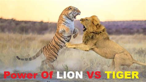 Power of Lion - Lion Vs Tiger Real Fight Best Footage - YouTube