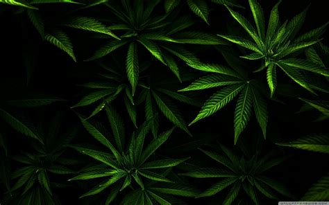 Desktop Weed HD Wallpapers - Wallpaper Cave