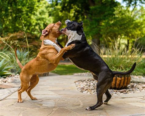 Are Bully Dogs Dangerous? | FitBark