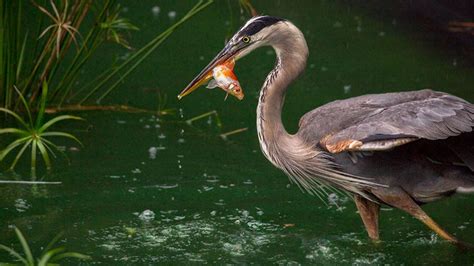 How do I keep herons from eating the fish in my pond? | All About Birds