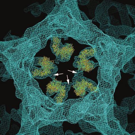 The atomic structure of the clathrin heavy chain N terminus and part of... | Download Scientific ...