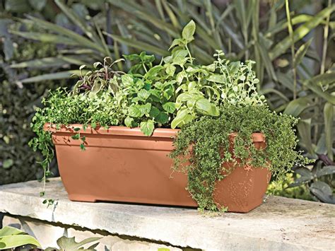 Fragrant Herb Container Combinations | HGTV