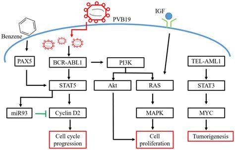 Pathogenesis of pediatric B‑cell acute lymphoblastic leukemia ...