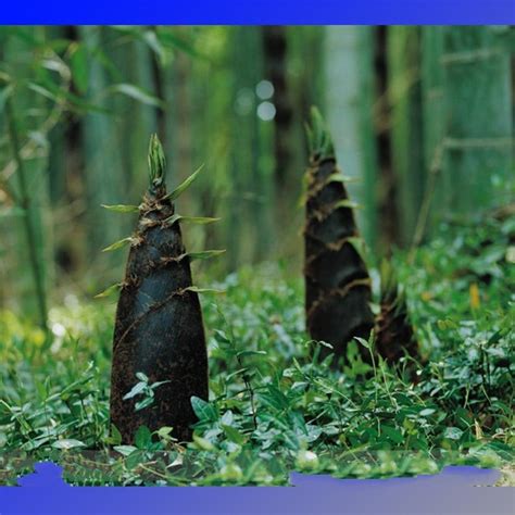 China Moso Bamboo Shoots Tasty Vegetable 30 Seeds / Pack Perennial ...