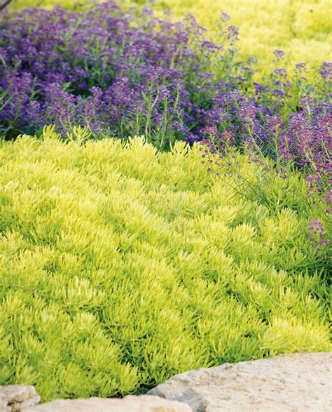 This is a drought tolerant sedum named Lemon Coral--its electric green color, along with its ...