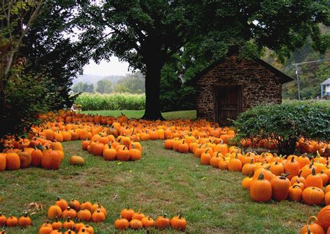 Pumpkin patch halloween autumn wallpaper 2205x1565 480121