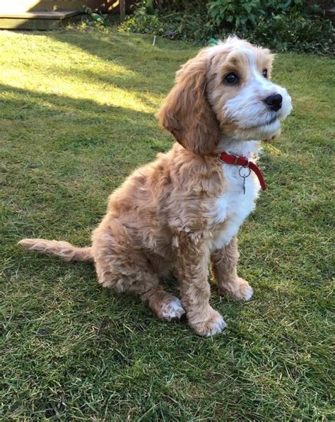 Isla. 11 week old cockapoo after her first haircut. http://ift.tt/1RAKrXQ Cockapoo Haircut ...