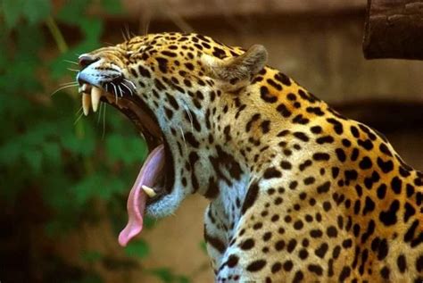 The Jaguar (Panthera onca): The King of the Amazon Jungle - Amazon Explorer