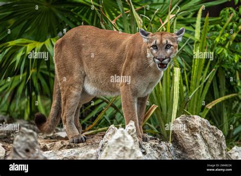 A Puma seen resting in their habitat inside the Xcaret Park Zoo Stock Photo - Alamy