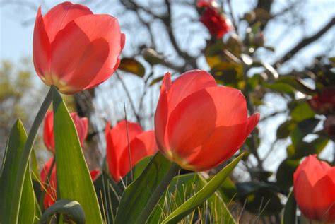 Red Tulips Free Photo Download | FreeImages