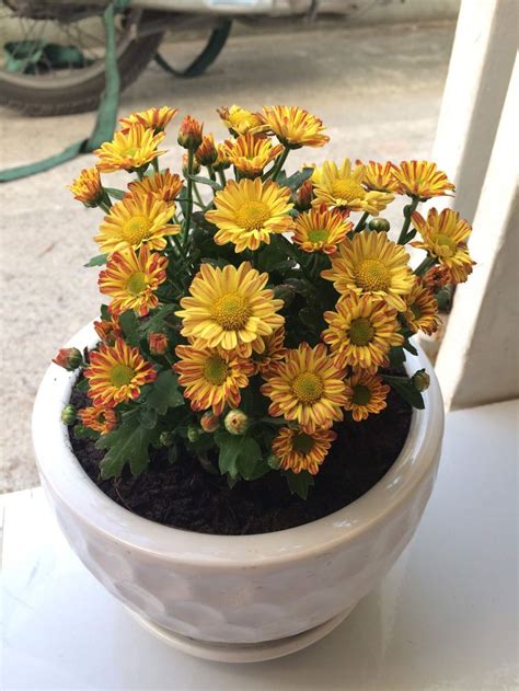 florist chrysanthemum indoor | Best indoor plants, Air cleaning plants, Growing plants indoors