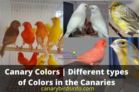 Canary Colors | 5 Basic Colors in Canaries and Amazing Facts