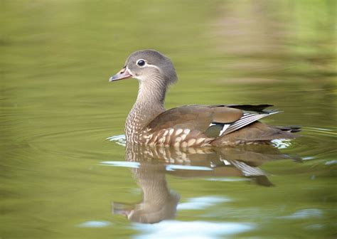 The Mandarin Duck - The Beautifully Colored Asian Duck