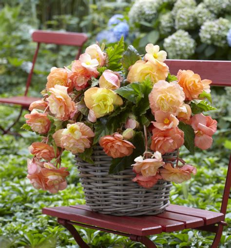 All About Begonias