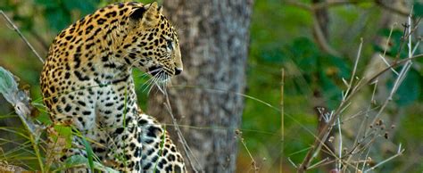 West India Wildlife Tour Package, Western India Wild Life Tour Package