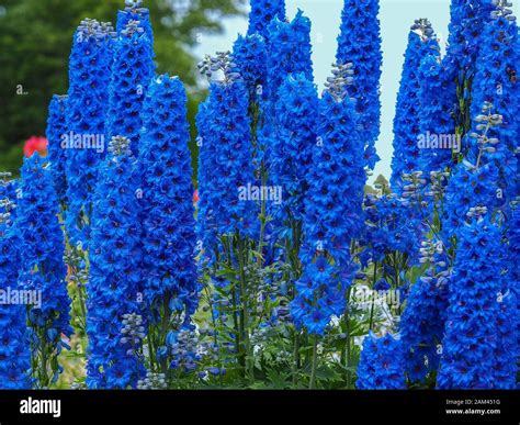 Tall blue flower spikes High Resolution Stock Photography and Images - Alamy