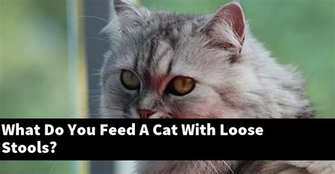 What Do You Feed A Cat With Loose Stools? – Catstopics