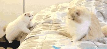 animals funny gif | WiffleGif