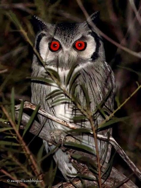 Red eyes!!! | Owl bird, Owl, Beautiful owl