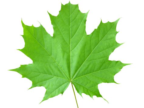 Leaf images, Maple leaf pictures, Plant leaves