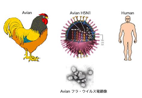 Viral disease caused by birds-avian influenza