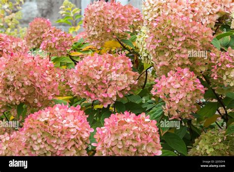 Pink flowering Hydrangea shrubs in autumn Stock Photo - Alamy