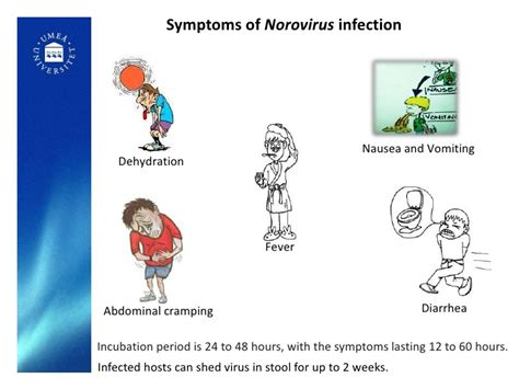 Norovirus - meet the HERBS - theHERBAL CachetheHERBAL Cache - Nature's ...