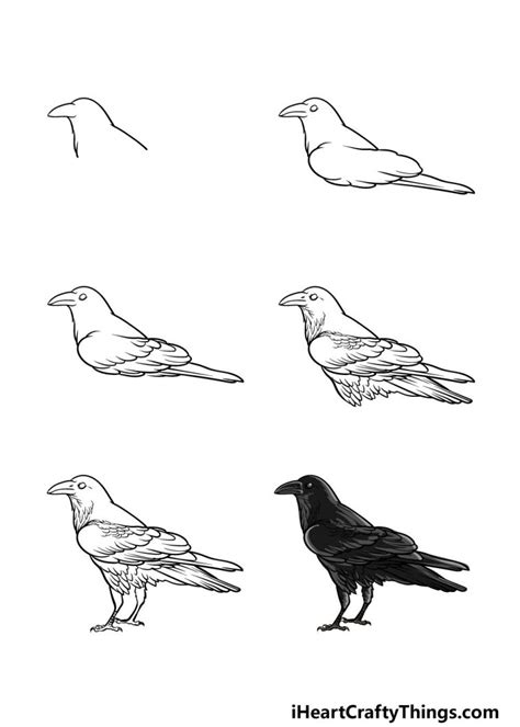 Crow Drawing - How To Draw A Crow Step By Step