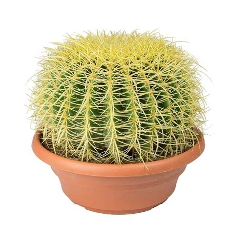 Echinocactus grusonii - Golden Barrel Cactus - Small | Golden barrel ...