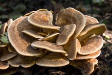 The Maitake Mushroom: Identification, Foraging, Lookalikes - Mushroom Appreciation