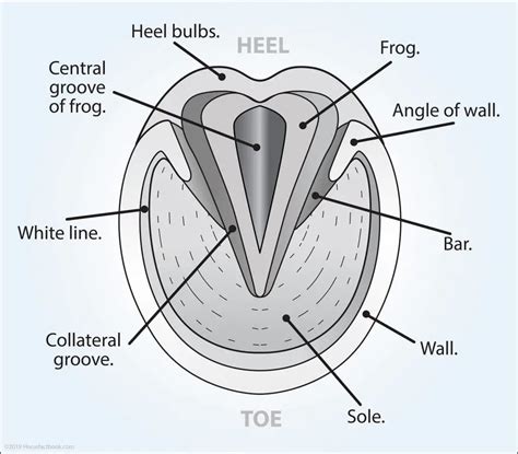 Caring For Your Horse’s Hooves – Horse FactBook