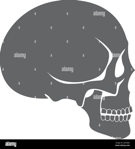 Human skull side view. Head anatomy icon Stock Vector Image & Art - Alamy