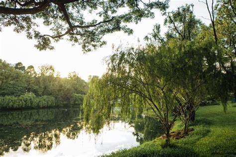 What do Willow Trees Symbolize? 9 Spiritual Meanings