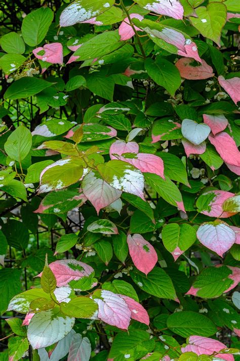 Flowering Vines For Shade (9 of the Best Perennial Shade Vines That Won ...